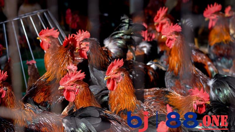Gà đá thở nhiều Gà đá thở nhiều