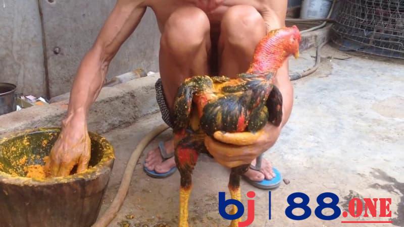 Gà đá thở nhiều Gà đá thở nhiều