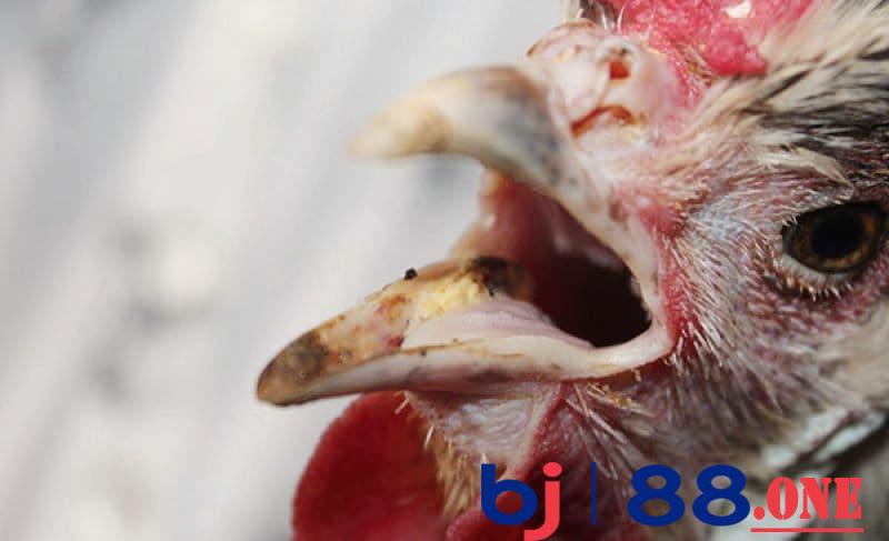 Gà đá thở nhiều Gà đá thở nhiều